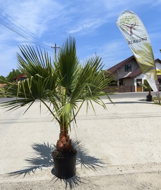 Palmier Washingtonia Ghiveci 25L Palmier Washingtonia Ghiveci 25L