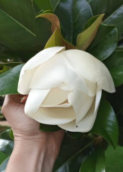 Magnolia grandiflora ghiveci 2 litri