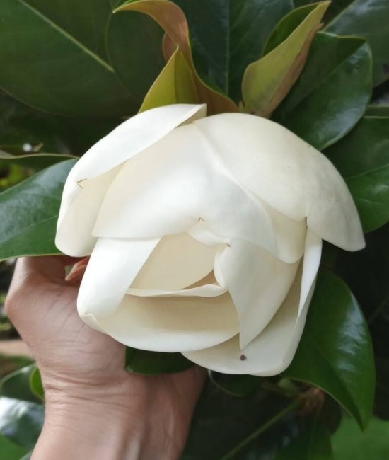 Magnolia grandiflora ghiveci 2 litri