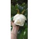 Magnolia grandiflora ghiveci 2 litri