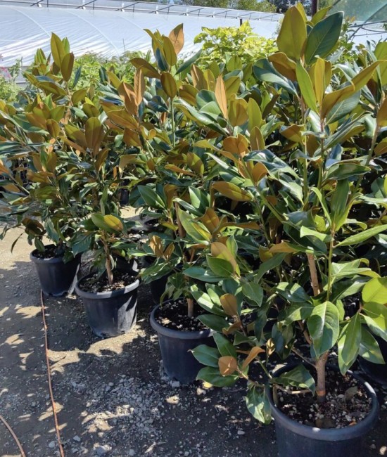 Magnolia Grandiflora Little Gem ghiveci 36 Magnolia Grandiflora Little Gem ghiveci 36