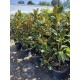 Magnolia Grandiflora Little Gem ghiveci 36 Magnolia Grandiflora Little Gem ghiveci 36