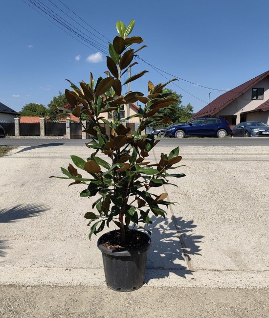 Magnolia Grandiflora Little Gem ghiveci 36