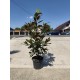 Magnolia Grandiflora Little Gem ghiveci 36