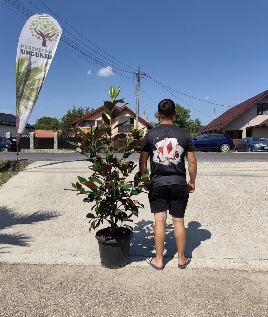 Magnolia Grandiflora Little Gem ghiveci 36