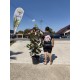 Magnolia Grandiflora Little Gem ghiveci 36