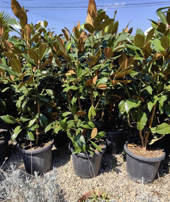Magnolia Grandiflora Little Gem ghiveci 36