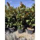 Magnolia Grandiflora Little Gem ghiveci 36