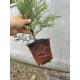 Tuia smaragd ghiveci 40-60 cm