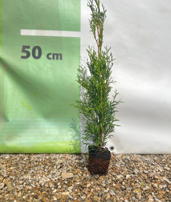 Tuia smaragd ghiveci 40-60 cm