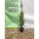 Tuia smaragd ghiveci 40-60 cm