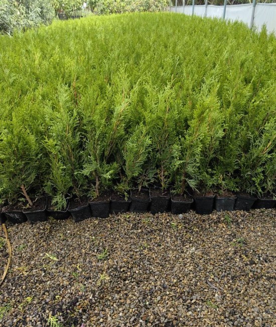Tuia smaragd ghiveci 40-60 cm