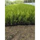 Tuia smaragd ghiveci 40-60 cm