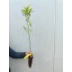 Salcam japonez 60-80 cm