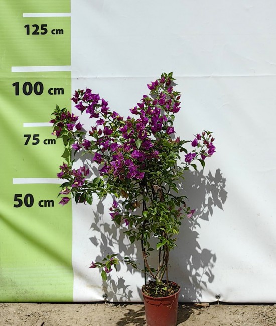 Bougainvillea Bougainvillea