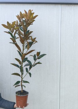 Magnolia grandiflora ghiveci 2 litri