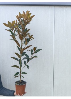 Magnolia grandiflora ghiveci 2 litri