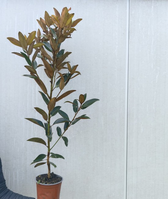 Magnolia grandiflora ghiveci 2 litri