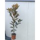Magnolia grandiflora ghiveci 2 litri