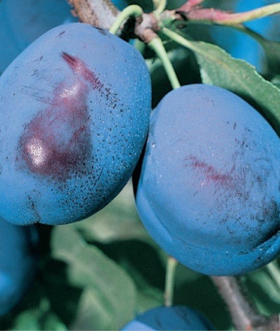 Prun Grossa di Felisio (radacina nuda) Prun Grossa di Felisio (radacina nuda)
