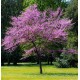 Arborele lui Iuda 30-50 cm Arborele lui Iuda 30-50 cm