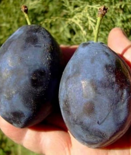 Prun Grossa di Felisio (radacina nuda) Prun Grossa di Felisio (radacina nuda)