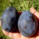 Prun Grossa di Felisio (radacina nuda) Prun Grossa di Felisio (radacina nuda)