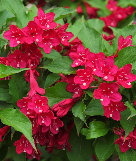 Weigela rosie Ruby Weigela rosie Ruby
