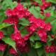 Weigela rosie Ruby Weigela rosie Ruby