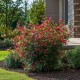 Weigela rosie Ruby Weigela rosie Ruby