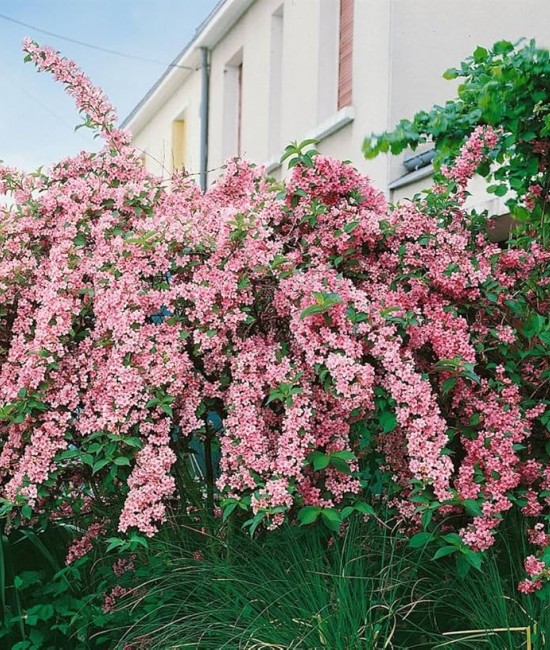 Weigela roz Rosea Weigela roz Rosea