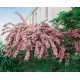 Weigela roz Rosea Weigela roz Rosea
