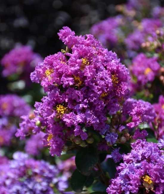 Lagerstroemia mov (Liliac indian) Lagerstroemia mov (Liliac indian)