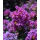 Lagerstroemia mov (Liliac indian) Lagerstroemia mov (Liliac indian)
