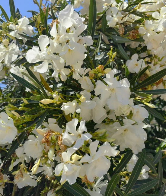 Leandru Alb 90-110cm (ghiveci) Leandru Alb 90-110cm (ghiveci)