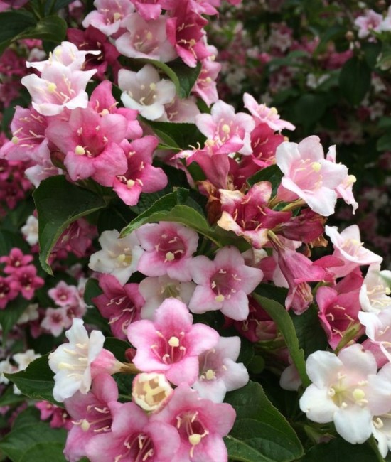 Weigela roz Rosea 