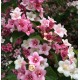 Weigela roz Rosea 