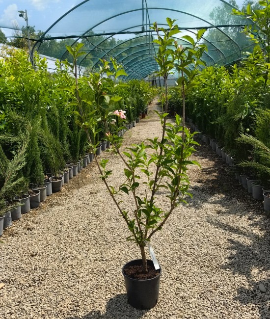 Weigela roz Rosea 