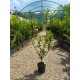 Weigela roz Rosea 