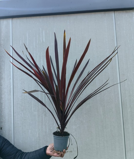Cordyline red comet Cordyline red comet