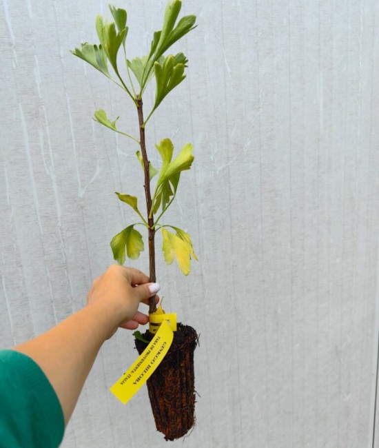 Ginkgo biloba 30-40 cm Ginkgo biloba 30-40 cm