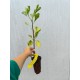 Ginkgo biloba 30-40 cm Ginkgo biloba 30-40 cm