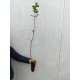 Artar de câmp 60-80 cm Artar de câmp 60-80 cm