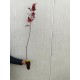 Artar rosu 80-100 cm Artar rosu 80-100 cm
