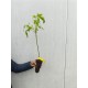 Soc negru 40-60 cm Soc negru 40-60 cm