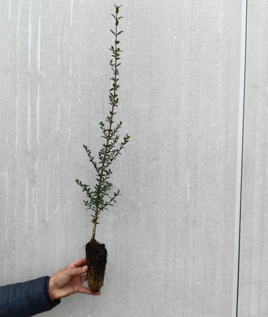 Maslin 50-70 cm Maslin 50-70 cm