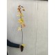 Paltin argintiu 100-120 cm Paltin argintiu 100-120 cm