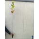 Castan comestibil 70-80 cm Castan comestibil 70-80 cm