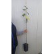 Tei argintiu 100-120 cm Tei argintiu 100-120 cm