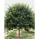 Salcam japonez 60-80 cm Salcam japonez 60-80 cm
